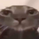 catbruh emote