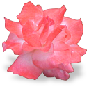 flower_rose emote