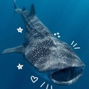 cuteeewhalesharky emote