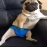 perrodekevin emote