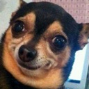 30984dogwtf emote