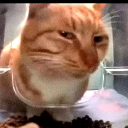 z_karekexrapa Emote