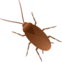 roach emote