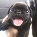 dogo emote