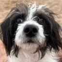 d_Sniff Emote