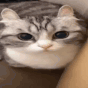cat_boom emote