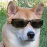 Dog emote