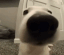 1_dogsniff emote