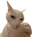 supbbg Emote