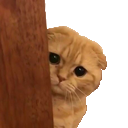 catpeek emote