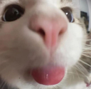 sillykitty Emote