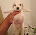 cute_dog2 Emote