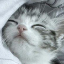 sleep emote