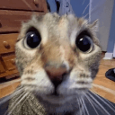 cat_what_whar_Dot_GG_femboiss emote