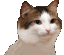 1PartyCat emote