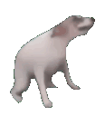 Doggodance_urdu emote