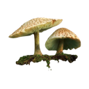 3912a7e522af4f0a10f90e7d42651e57 Emote