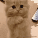 catplease Emote
