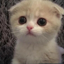 alevai emote