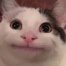 Beluga emote