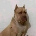 calzoski Emote