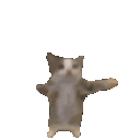 m_cat_dance emote