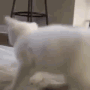 shakeass emote