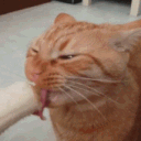 Cat_Banana emote