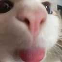 blep emote