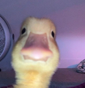 Duck_wut emote