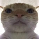 kittystare emote