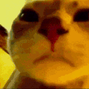 PartyCattoVibe emote