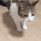 catfalling Emote